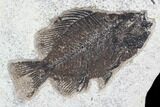 Cockerellites (Priscacara) Fossil Fish - Hanger Installed #88770-1